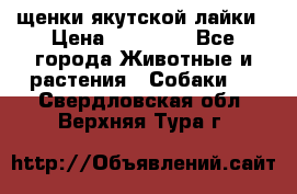 щенки якутской лайки › Цена ­ 15 000 - Все города Животные и растения » Собаки   . Свердловская обл.,Верхняя Тура г.